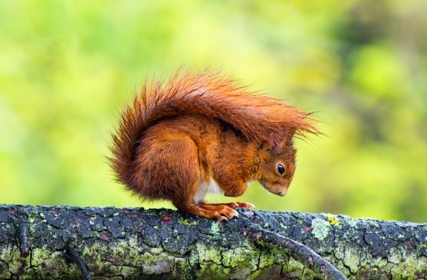 Tierfotografie