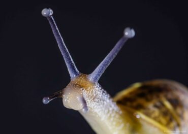 Macro